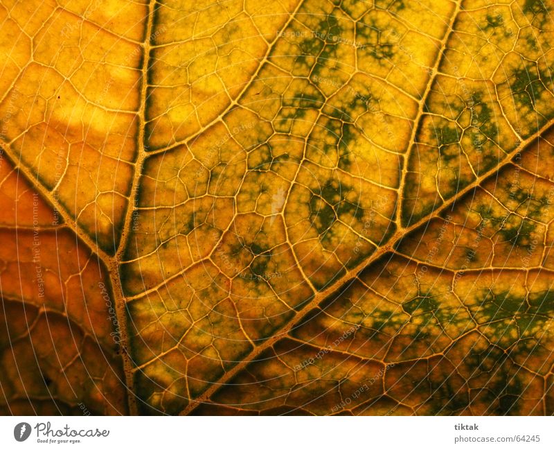 Zucchini Labyrinth 3 Leaf Vessel Underside of a leaf Botany Plant Green Yellow Brown Rachis Light Lighting Limp Leaf green Growth Provision Physics Line Nature