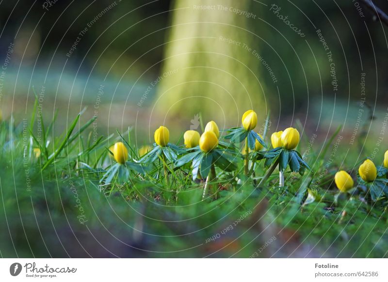 Farewell to winter! Environment Nature Plant Spring Flower Grass Blossom Garden Park Meadow Bright Yellow Green Eranthis hyemalis Spring flowering plant