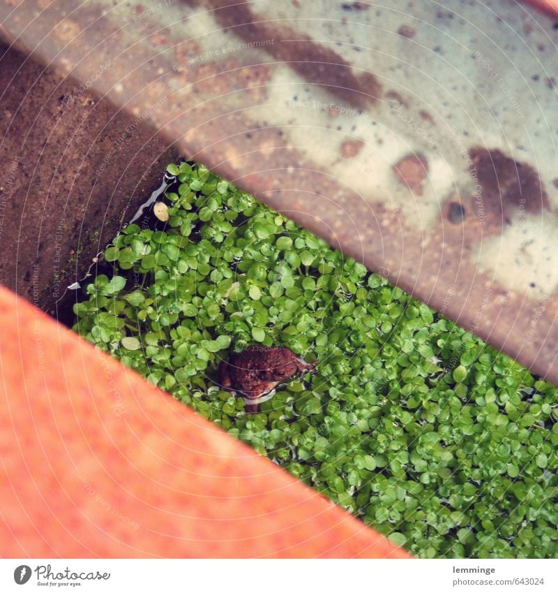 worm's-eye view Environment Nature Water Animal Frog 1 Soft Brown Gray Green Frog Prince Aquatic plant Steel Hollow Colour photo Exterior shot Close-up Deserted