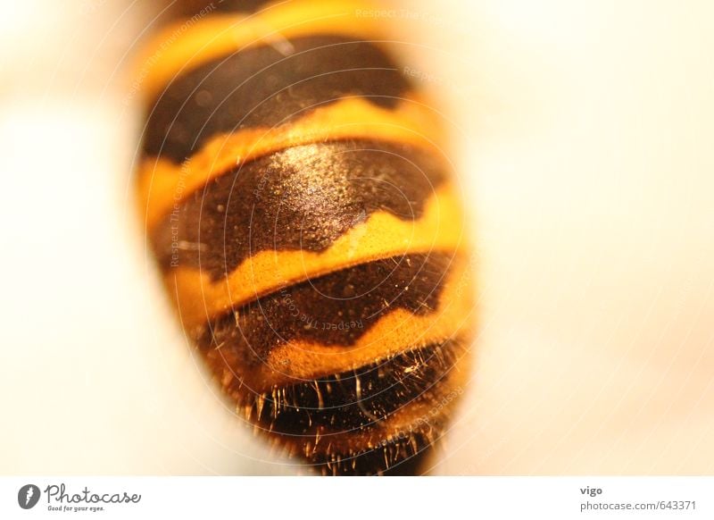 BVB animal Animal Wild animal Dead animal Wasps 1 Yellow Black Colour photo Multicoloured Interior shot Detail Macro (Extreme close-up) Pattern Deserted