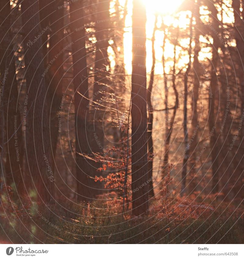 warm light in the November forest November Forest Automn wood Domestic forest bath certain light Warm light deciduous trees autumn impression Forest atmosphere