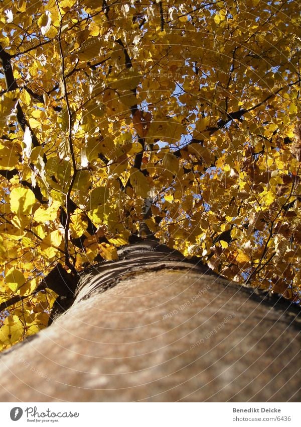 Autumn Tree Leaf Yellow Seasons Tree trunk Branch Nature