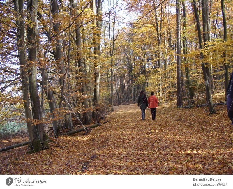 Autumn 2 Forest Leaf Yellow Tree Seasons Human being