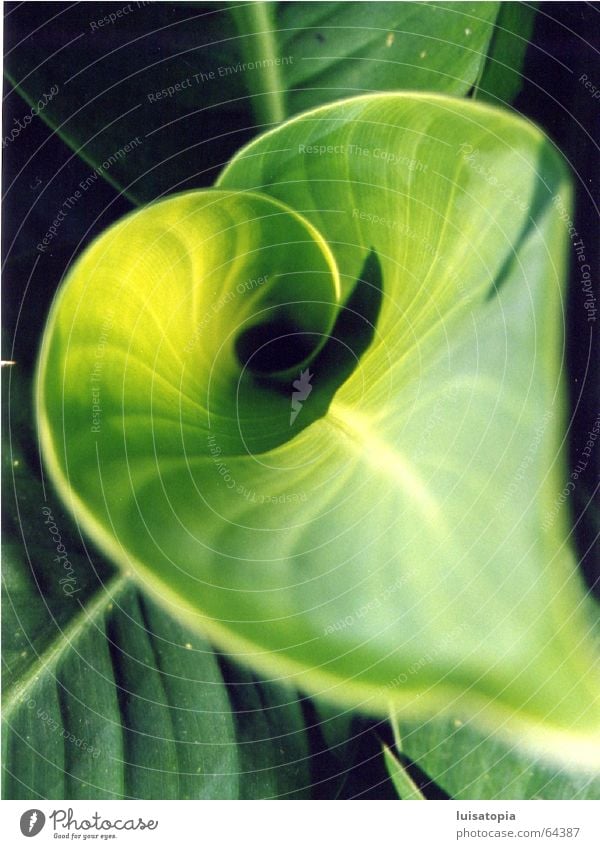 green heart Leaf Plant Green Relaxation Calm Contentment Exterior shot Bamboo stick Colour Motive