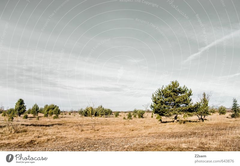 BAVARIAN DESERT Environment Nature Landscape Sky Horizon Autumn Drought Tree Grass Bushes Meadow Sustainability Natural Gloomy Dry Blue Brown Green Loneliness