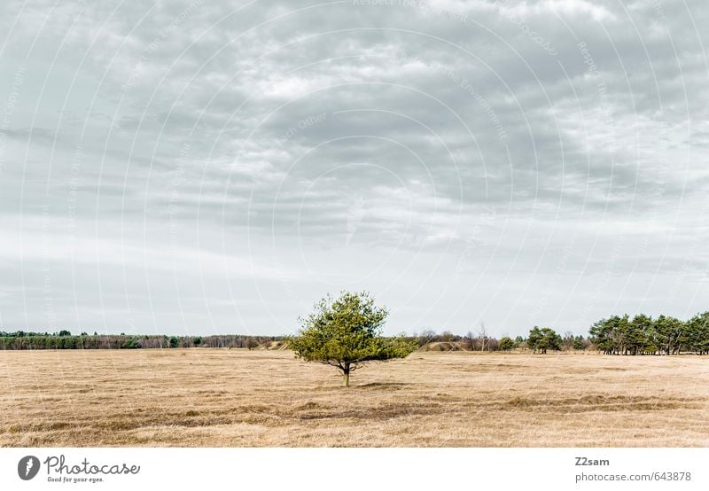 BAVARIAN DESERT II Environment Nature Landscape Horizon Autumn Tree Grass Bushes Meadow Sustainability Natural Gloomy Dry Blue Brown Green Loneliness Idyll Calm