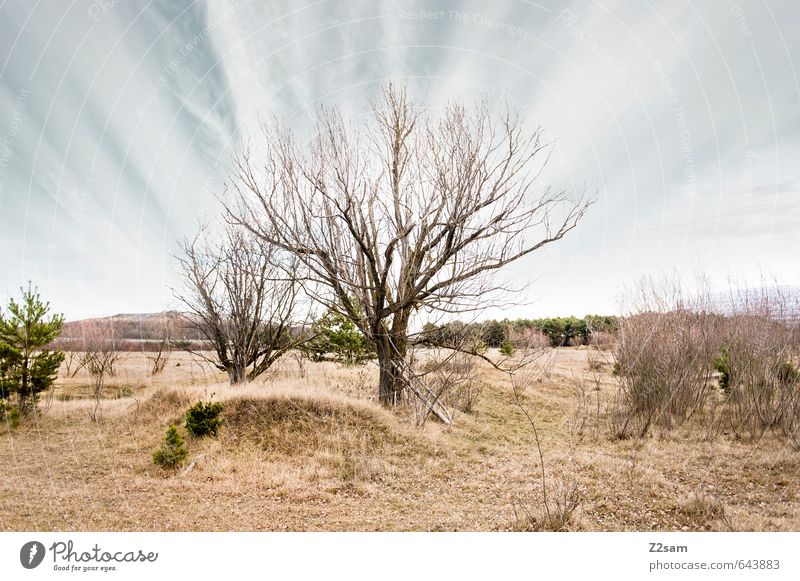 BAVARIAN DESERT III Environment Nature Landscape Horizon Autumn Tree Grass Bushes Meadow Sustainability Natural Gloomy Dry Blue Brown Green Loneliness Idyll