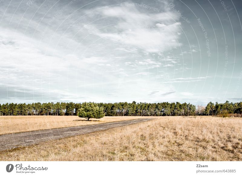 Street in nowhere Environment Nature Landscape Sky Clouds Autumn Beautiful weather Bushes Meadow Field Forest Blue Brown Turquoise Calm Loneliness Relaxation