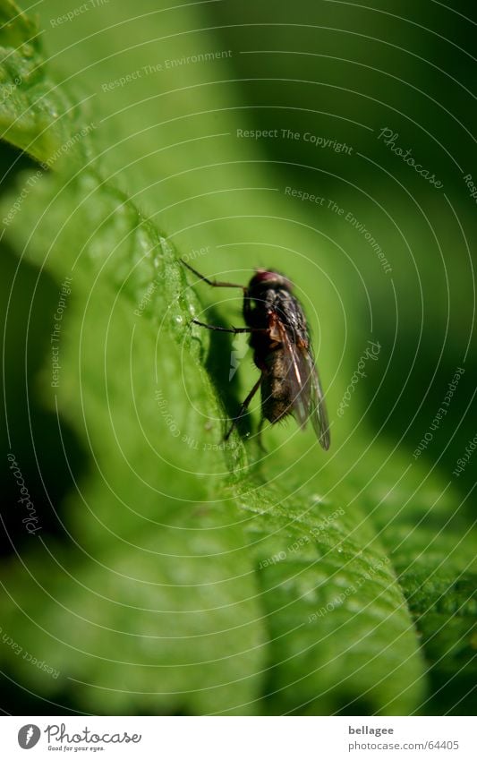 when flying over flying flying... Leaf Insect Green Black Steep Nature Fly Structures and shapes near steep template Exterior shot