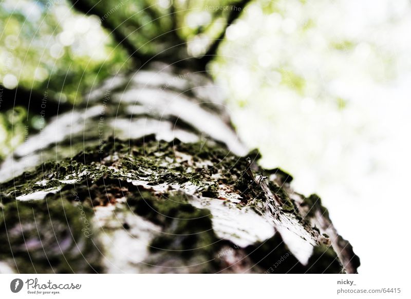 somewhere over the little tree Tree Tree bark Green Wood Worm's-eye view Wood flour Brown Climbing left over Branch