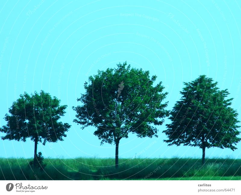 three friends 3 Tree Avenue Roadside Sky Beautiful weather Silhouette Lime tree linden road mother Beier else sound