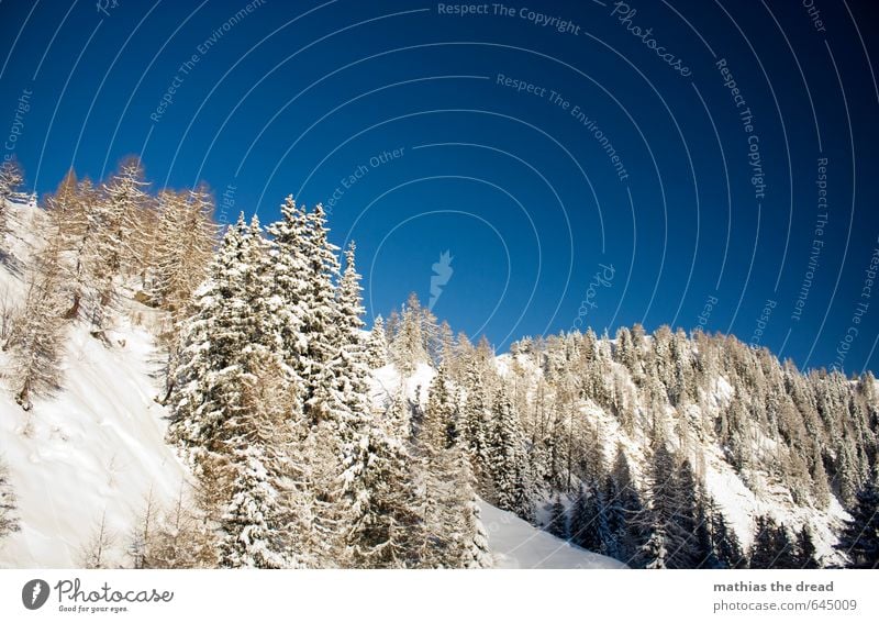 WHAT WOULD I GIVE FOR BOARDING? Environment Nature Landscape Sky Clouds Winter Weather Beautiful weather Ice Frost Snow Snowfall Plant Forest Alps Mountain