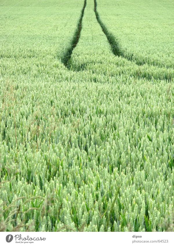 The dirt road Field Ear of corn Rye Tracks Agriculture Green Schleswig-Holstein Evening sun Lanes & trails Tractor track