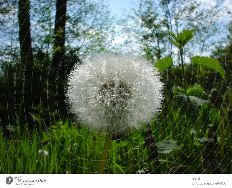 dandelion Dandelion