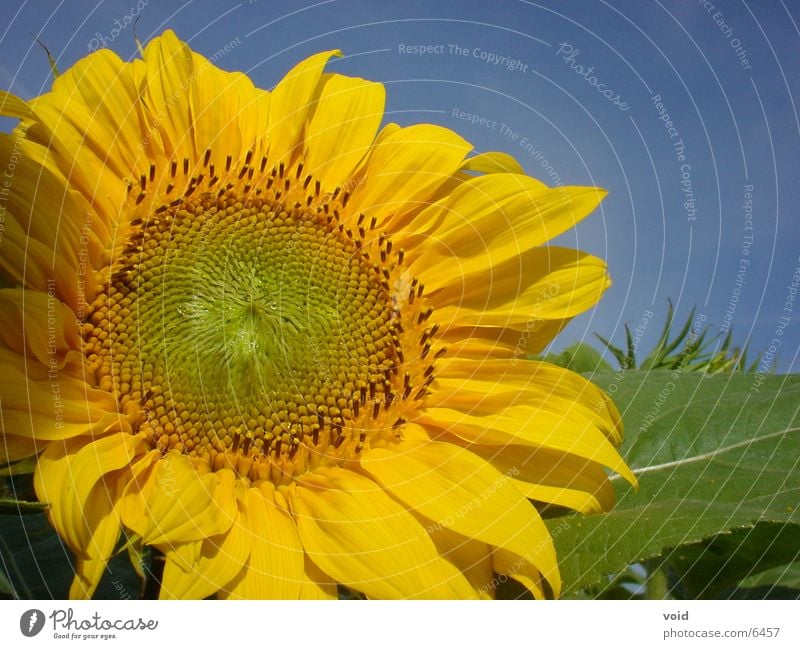 sunflower Sunflower Flower