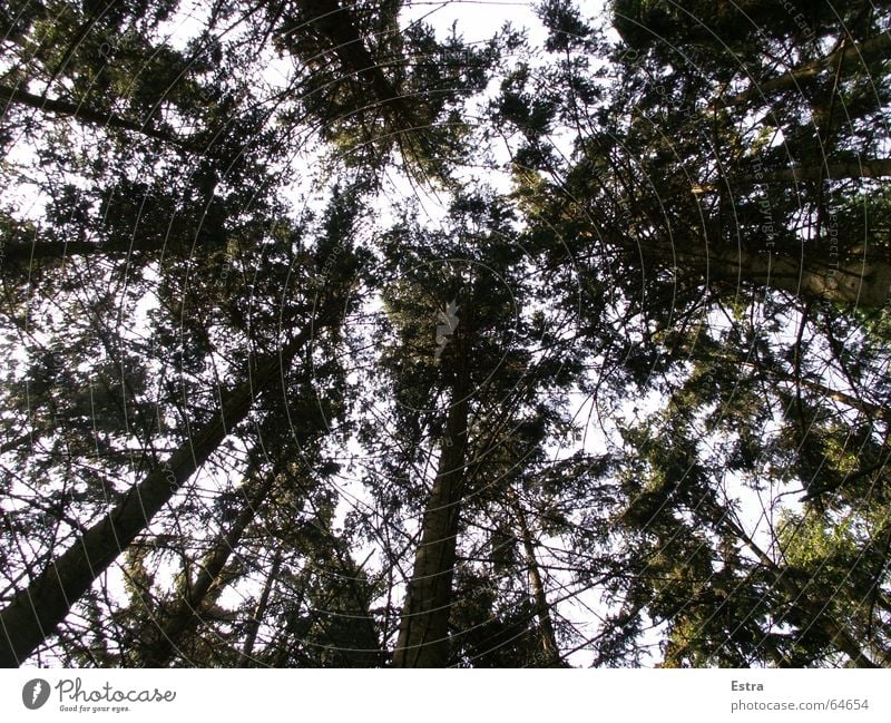 Green roof Comforting Tree Dark Forest Narrow Exterior shot Sky Nature Bright Germany Contentment Tree trunk anxious