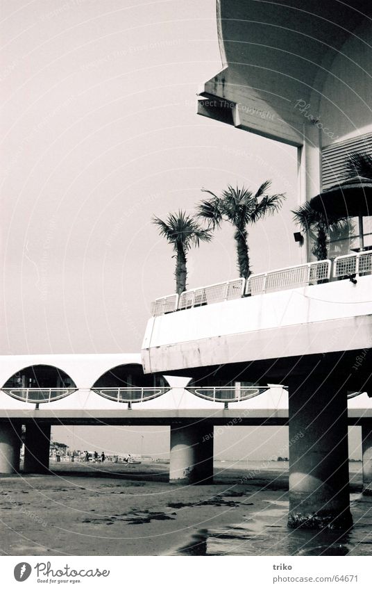 nightclub at day Beach Ocean Club Night Vacation & Travel Palm tree Relaxation Exterior shot Sand Graffiti Black & white photo Motive b/w film