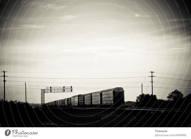 train, California Transport Logistics Train travel Railroad Freight train Longing Wanderlust Movement Horizon USA Black & white photo Exterior shot