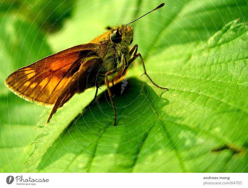 Chilling in the green Butterfly Leaf Green Crawl Feeler Animal Insect Wing Eyes Walking walk Legs leg little animal sitting Sit Wait waiting