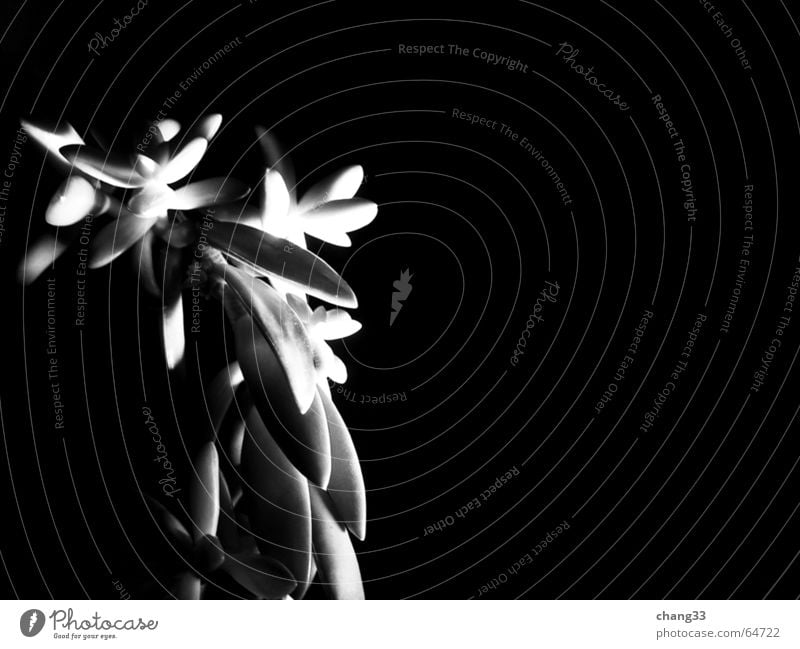 light & shadow photography - plant_1 Plant Euphorbiaceae Botany Black and white anthropoid no background