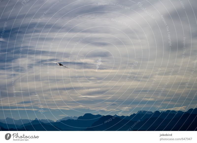 summit photo Sky Clouds Horizon Alps Mountain High mountain region Peak Bird Jackdaw Free Success Freedom Nature Colour photo Exterior shot Copy Space left