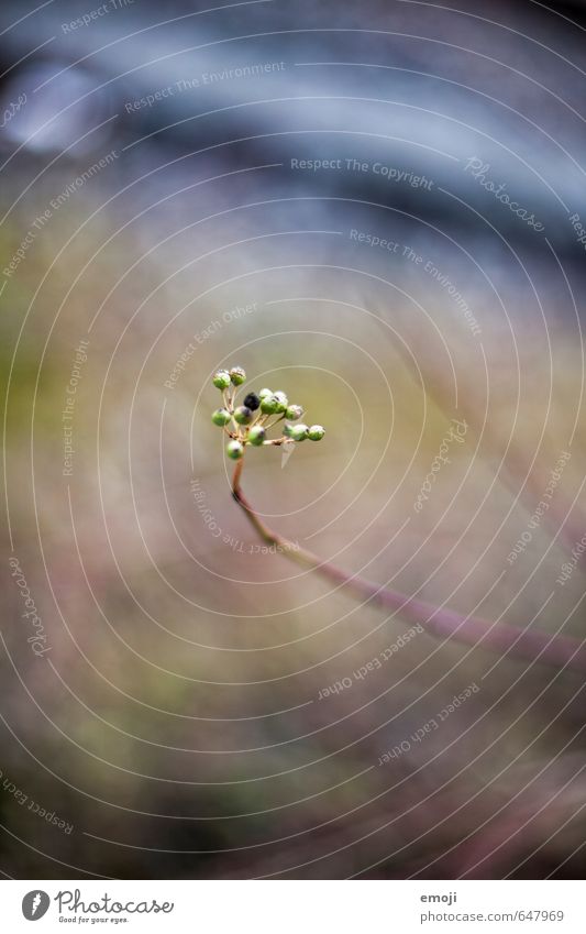 subtle Environment Nature Plant Bushes Foliage plant Natural Green Colour photo Exterior shot Detail Deserted Day Shallow depth of field