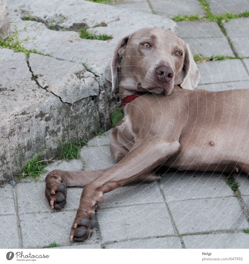 Half a stuff. Tia... Animal Pet Dog Weimaraner 1 Lie Looking Authentic Friendliness Beautiful Uniqueness Curiosity Brown Gray Green Contentment Trust Attentive