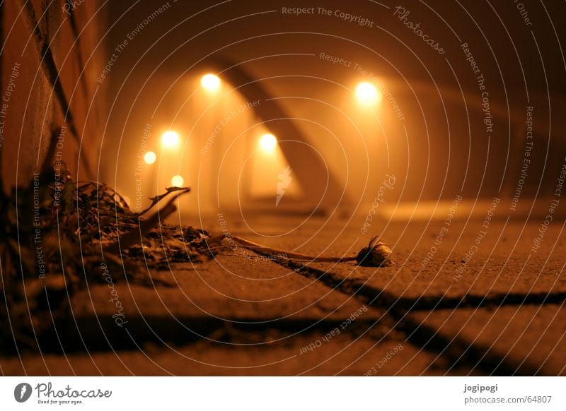 winter night Lamp Furrow Yellow Dandelion Freeze to death Wall (barrier) Grief Hope Long exposure Orange Bridge