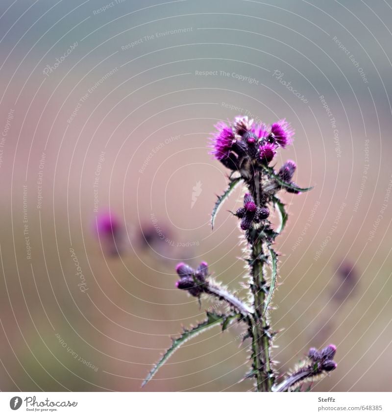 Thistle blooms in Scotland Nordic Nordic wild plants Nordic nature Nordic romanticism Wild plant Scottish Weed Scottish countryside Summer in Scotland Peaceful