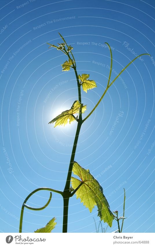 Towards the sun 2 Vine Tendril Summer Franconia Light Sky Life Sun wine