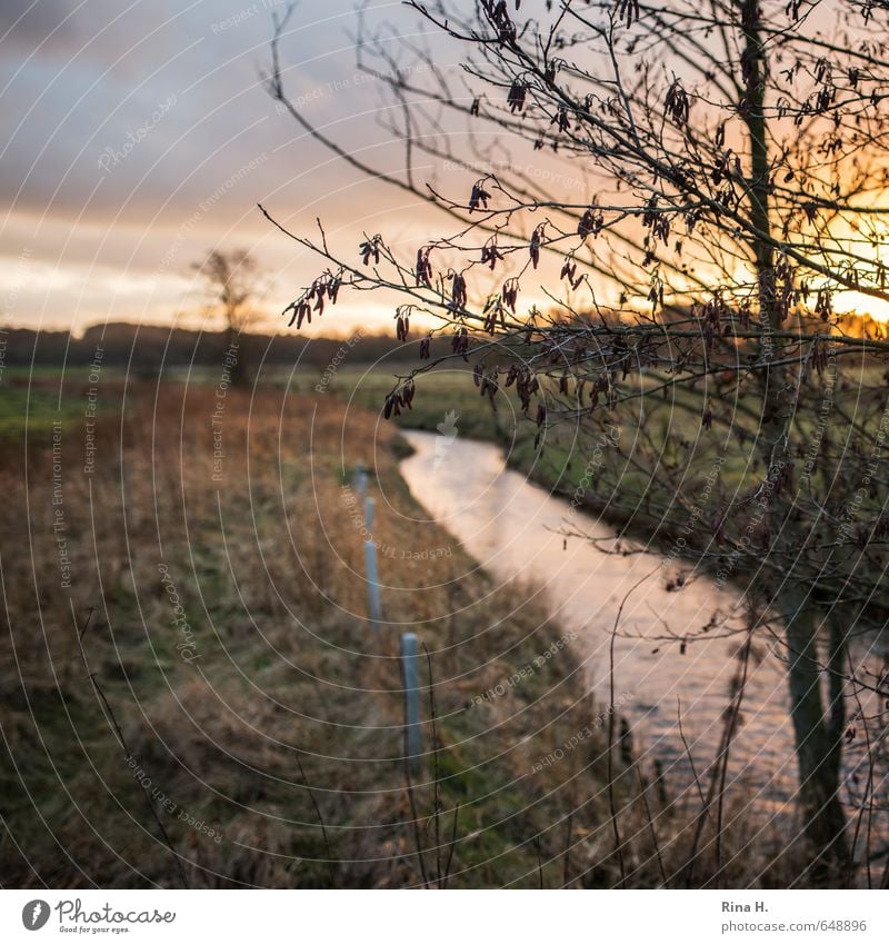 Sunset Environment Nature Landscape Tree Meadow Brook Natural Moody Square Fence post Colour photo Exterior shot Deserted Sunrise Back-light