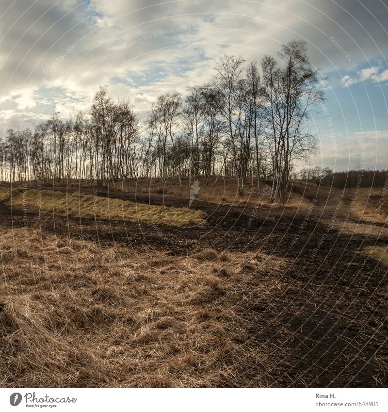 late Sky Clouds Winter Beautiful weather Grass Hill Bog Marsh Natural Birch tree Peat Lanes & trails qradratic Colour photo Exterior shot Deserted Evening