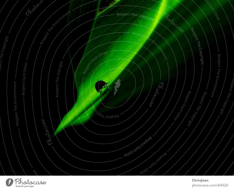 shadow figure Animal Ladybird Leaf Green Insect Silhouette Dark Light Stalk Maize plants Walking Living thing Lamp Legs Flare Nature Lighting Idea