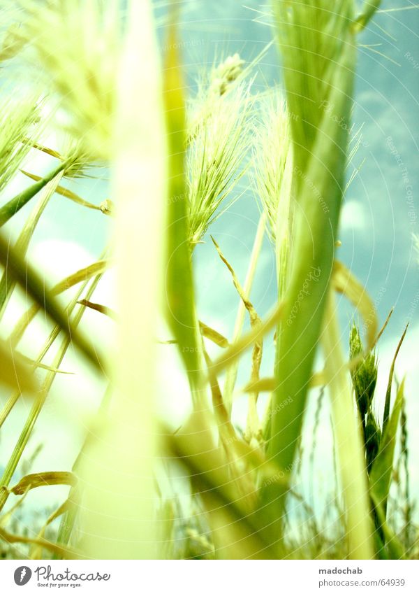 summer fragrance | hamonia wellness life life summer pastel Grass Green Plant Aspire Air Harmonious Lust Summer Growth Lighting Glittering Wheat Meadow Clouds