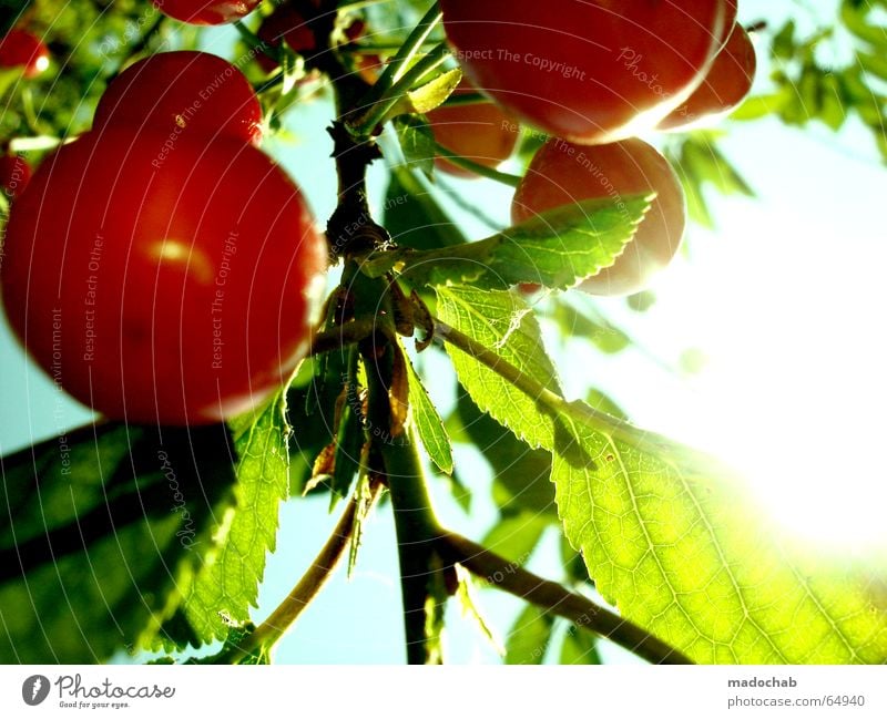 KIRSCHE | | | cherry fruit summer sun happiness joy vitamins Cherry Tree Red Green Sun Back-light Drinking water Sweet Beautiful Romance Delicious Fresh