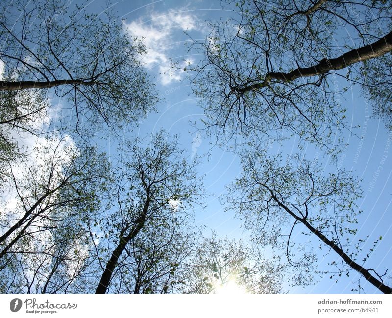 the day after Forest Tree Winter Cold Clouds Loneliness Physics Hope Gloomy Doomed Wood Stand Funeral Outdoor festival Air Environment Forest death not italy