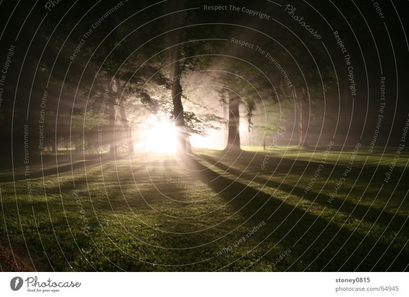 ... in the forest 3 Forest Fog Back-light Dark Mystic Lighting Bright Shadow Sun