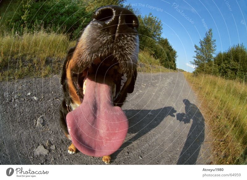 mouth to eyes. Dog Snout Animal Pelt Breath Breathe Slaver Tongue Nose Shadow atreyu more appetizing Funny Bad breath Bernese Mountain Dog Malodorous