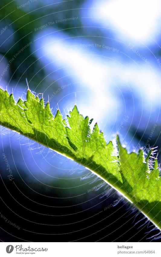 green and blue... Leaf Green Exterior shot Light Stalk Pattern Beautiful Detail Plant Blue Sky Hair and hairstyles Structures and shapes Lamp Nature