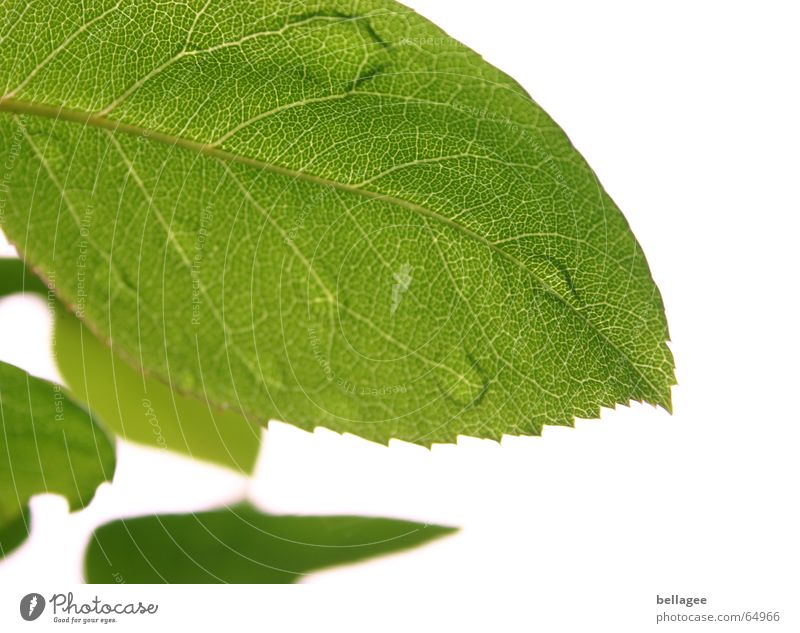 when leaves weep Leaf Green White Exterior shot Tree Blur Vessel Pattern Drops of water Structures and shapes Nature