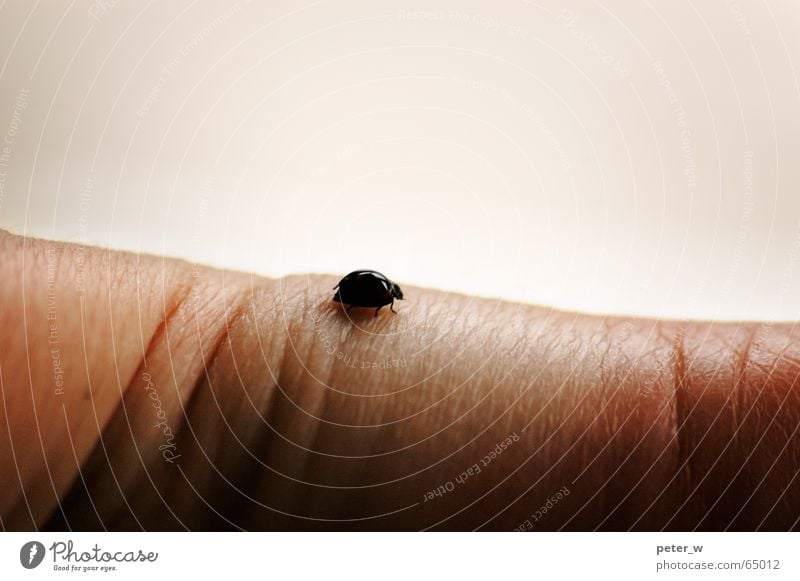 desert Ladybird Insect Animal Hand Fingers Hope Touch Delicate Crawl Loneliness Small Beetle Bow Nature Macro (Extreme close-up) Desolate Happy Wrinkles