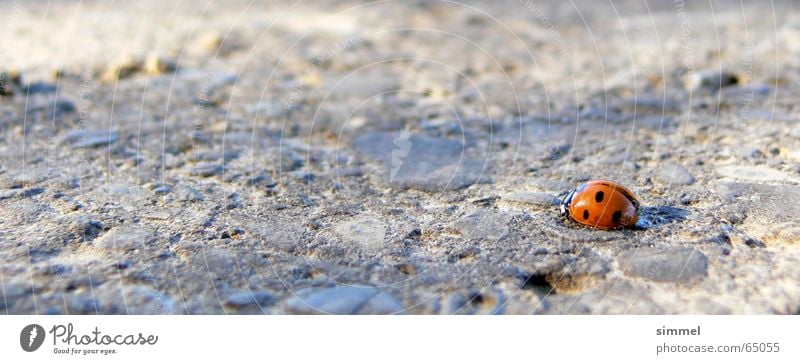 Lonely Happiness II Ladybird Loneliness Uniqueness Red Punctual Middle Insect Good luck charm Symbols and metaphors Small Vulnerable Fleeting Happy Exclusion