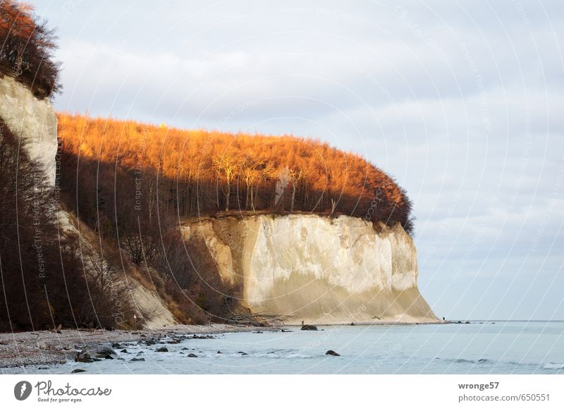 FOREST LIGHTS Nature Landscape Water Sky Horizon Winter Beautiful weather Tree Deciduous tree Beech wood Waves Coast Beach Bay Baltic Sea Island Rügen