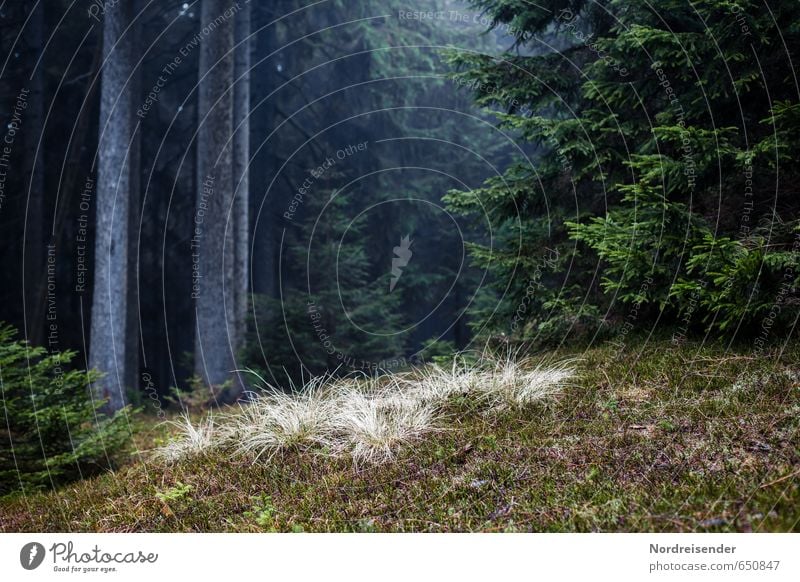 The big ones and the small ones Hiking Nature Landscape Plant Tree Moss Forest Lanes & trails Dark Hope Mysterious Thueringer Wald Woodground Coniferous forest