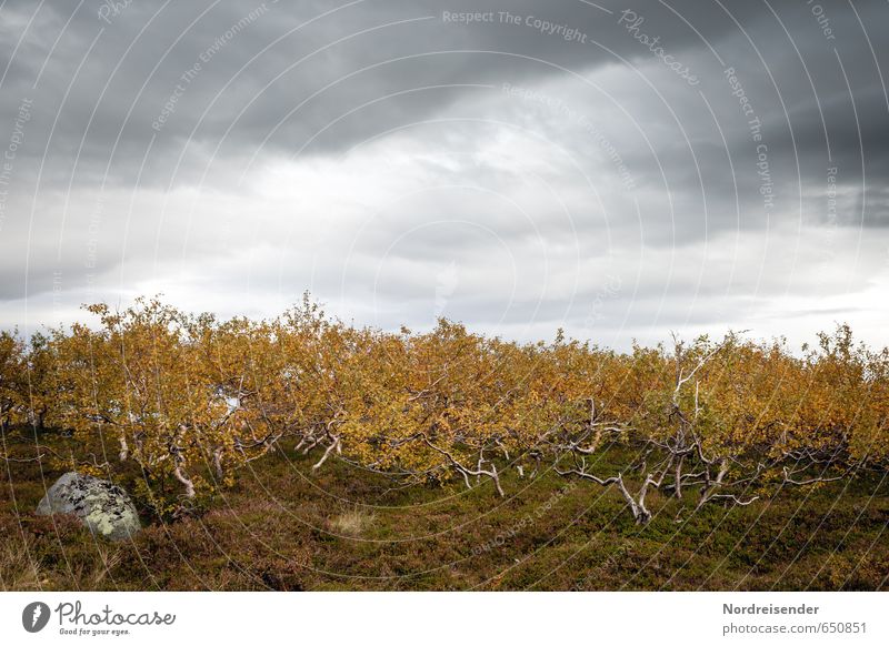 dwarf forest Calm Nature Landscape Plant Sky Clouds Storm clouds Autumn Bad weather Rain Tree Forest Mountain Growth Dark Small Unwavering Loneliness Idyll