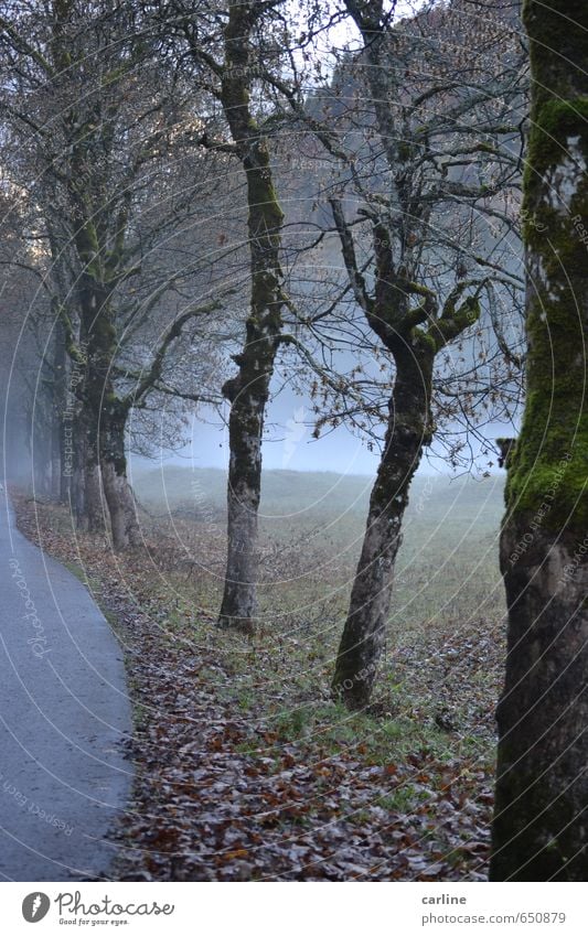 Fog on the way to the Nebelhorn Nature Landscape Plant Autumn Weather Tree Meadow Forest Mountain Wood Grief Death Pain Longing Loneliness Fear Inspiration Cold