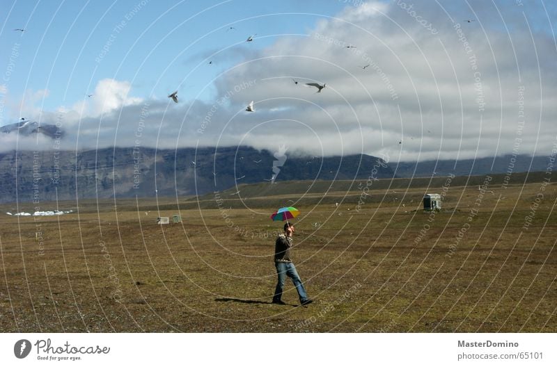 birds vs. umbrella Bird Hiking Going To go for a walk Meadow Green Clouds Attack Multicoloured Seagull Iceland Umbrella Flying Nature Landscape Mountain Sky