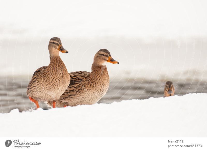 Weather, cold as shit. Environment Nature Animal Winter Fog Ice Frost Snow Park Field Bird 2 3 Pair of animals Freeze Going Running Cold Duck Duck birds