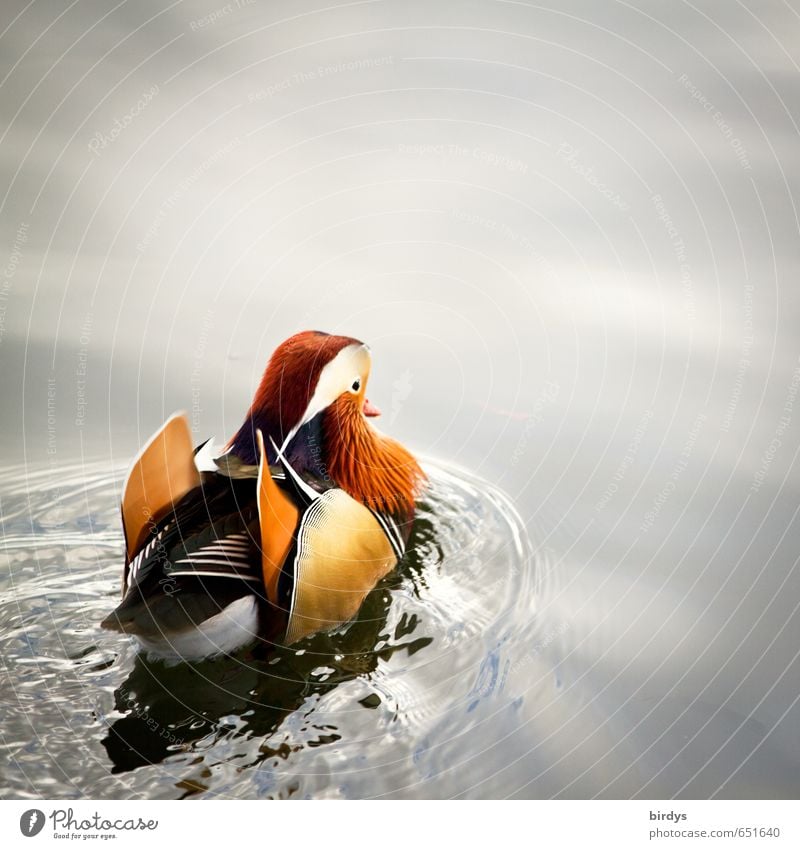 Mandarin Duck Water Pond Lake Mandarin duck 1 Animal Swimming & Bathing Esthetic Exotic Positive Beautiful Multicoloured Calm Life Movement Nature Waves Drake