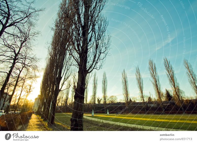 City park with chromatic aberations Park Grass Lawn Grass surface Meadow Sun Sunset Flashy Dazzle Back-light Wide angle Exterior shot Tree Row Poplar Avenue